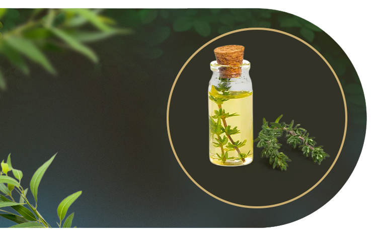 Meet Eucalyptus & Thyme Conditioner