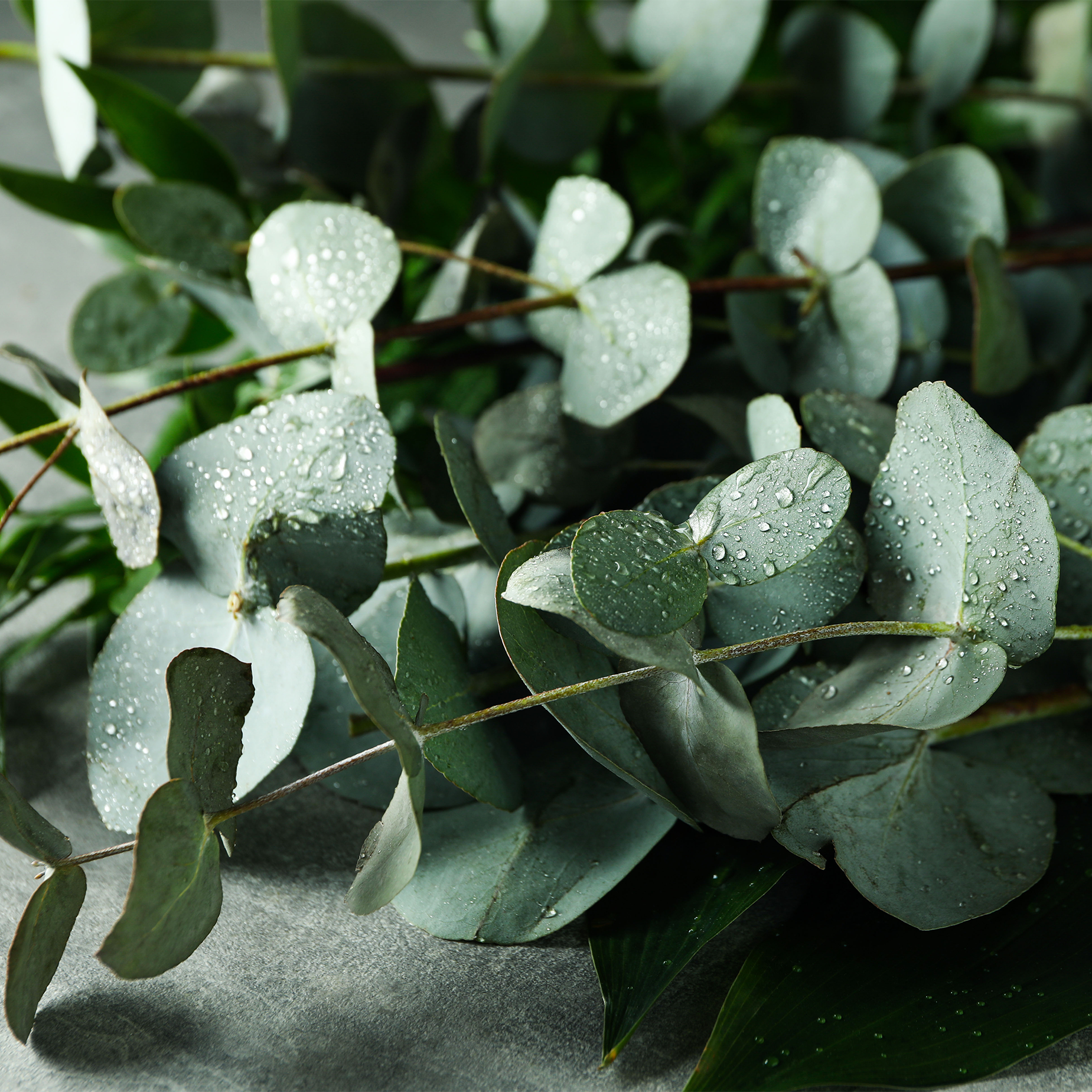 Eucalyputus