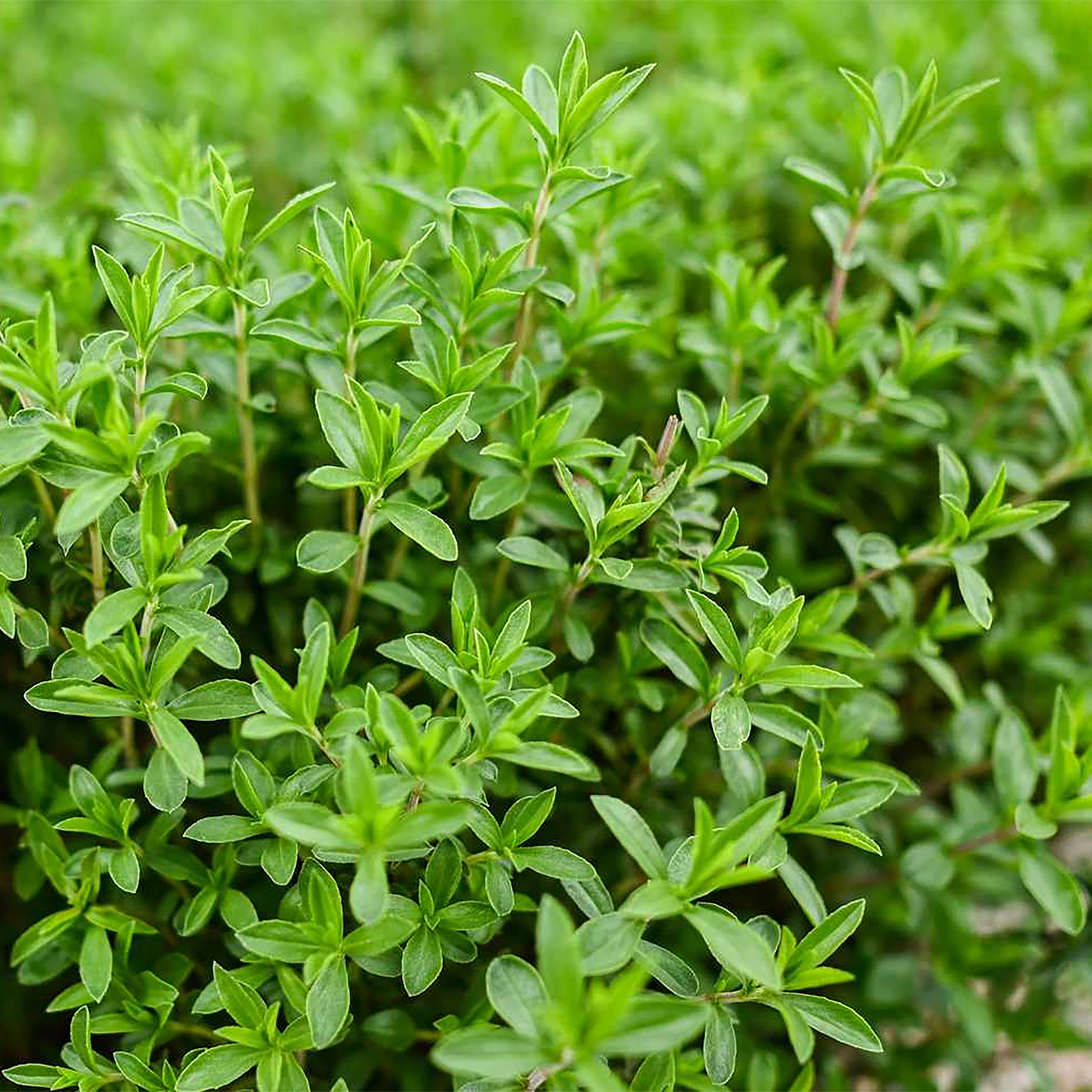 Thyme