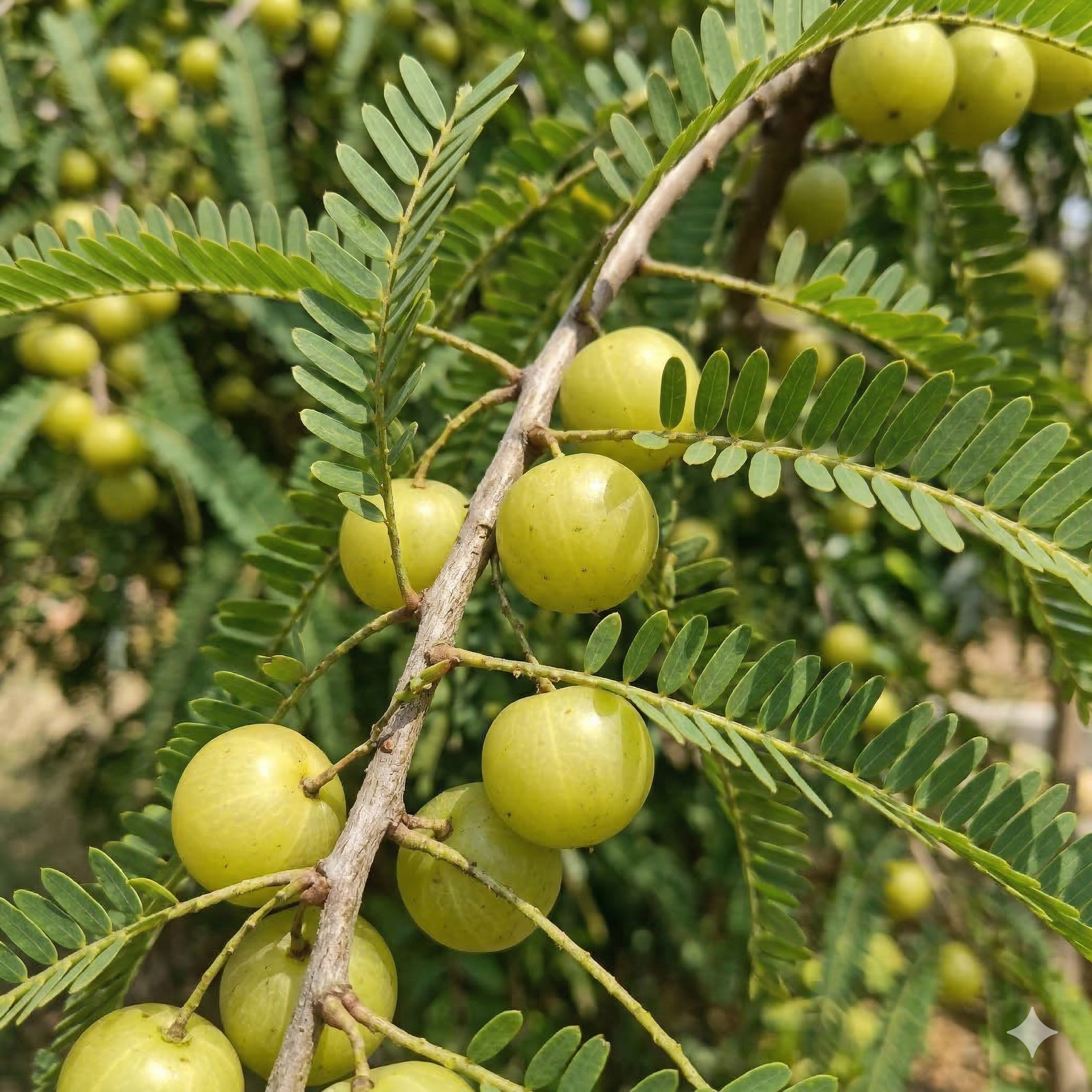 Amla (Indian Gooseberry)
