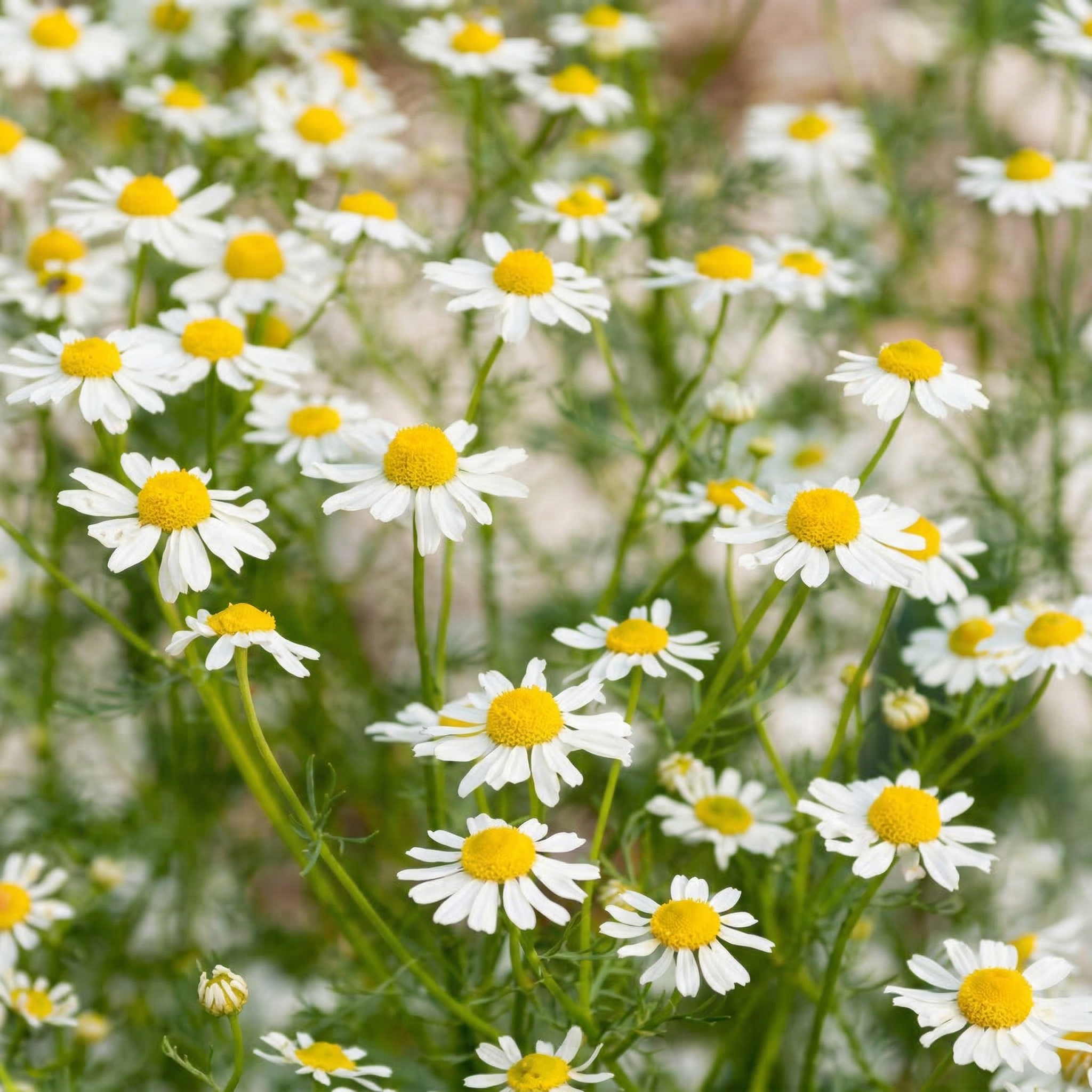 Chamomile (Matricaria chamomilla)
