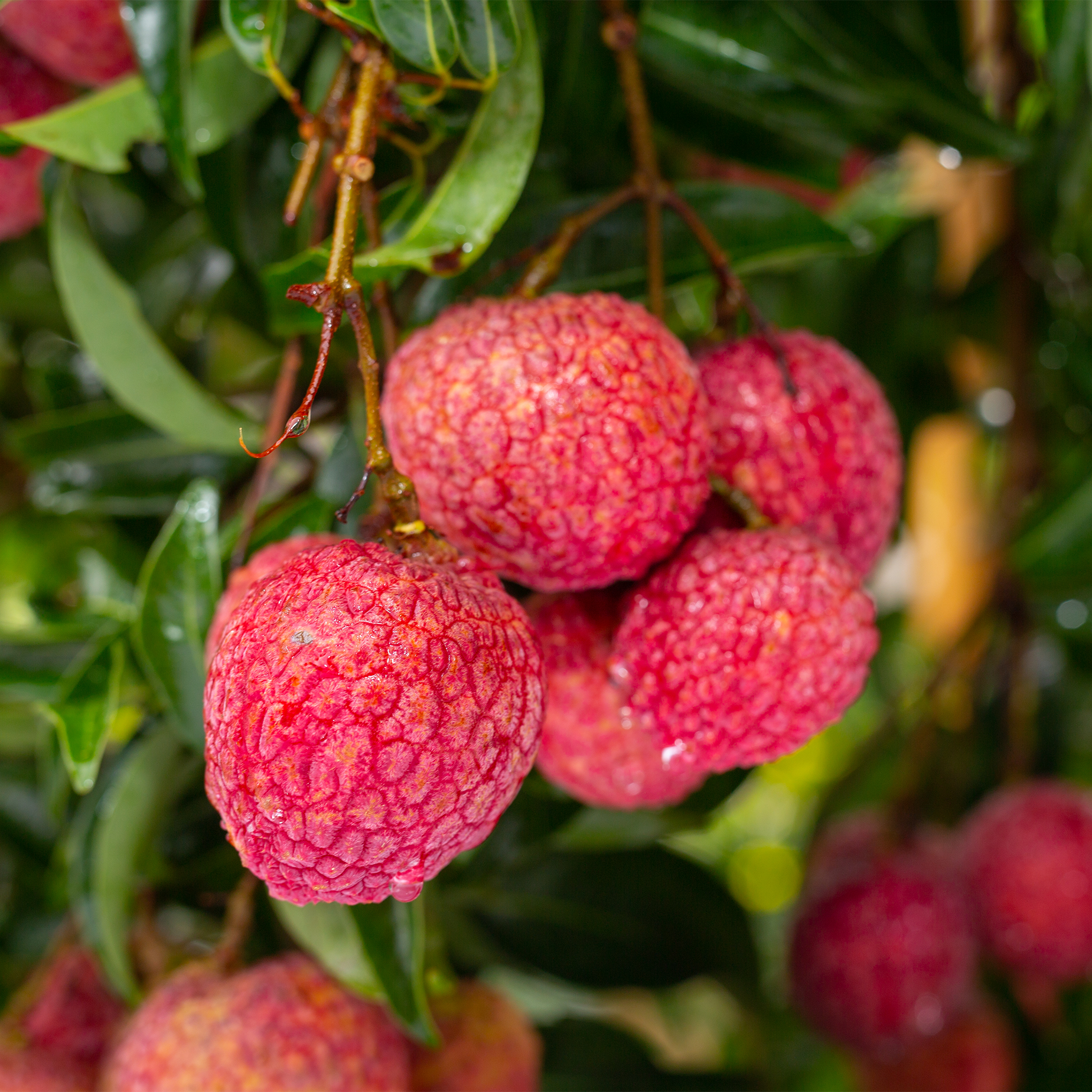 100% Pure Raw Monofloral Litchi Honey.