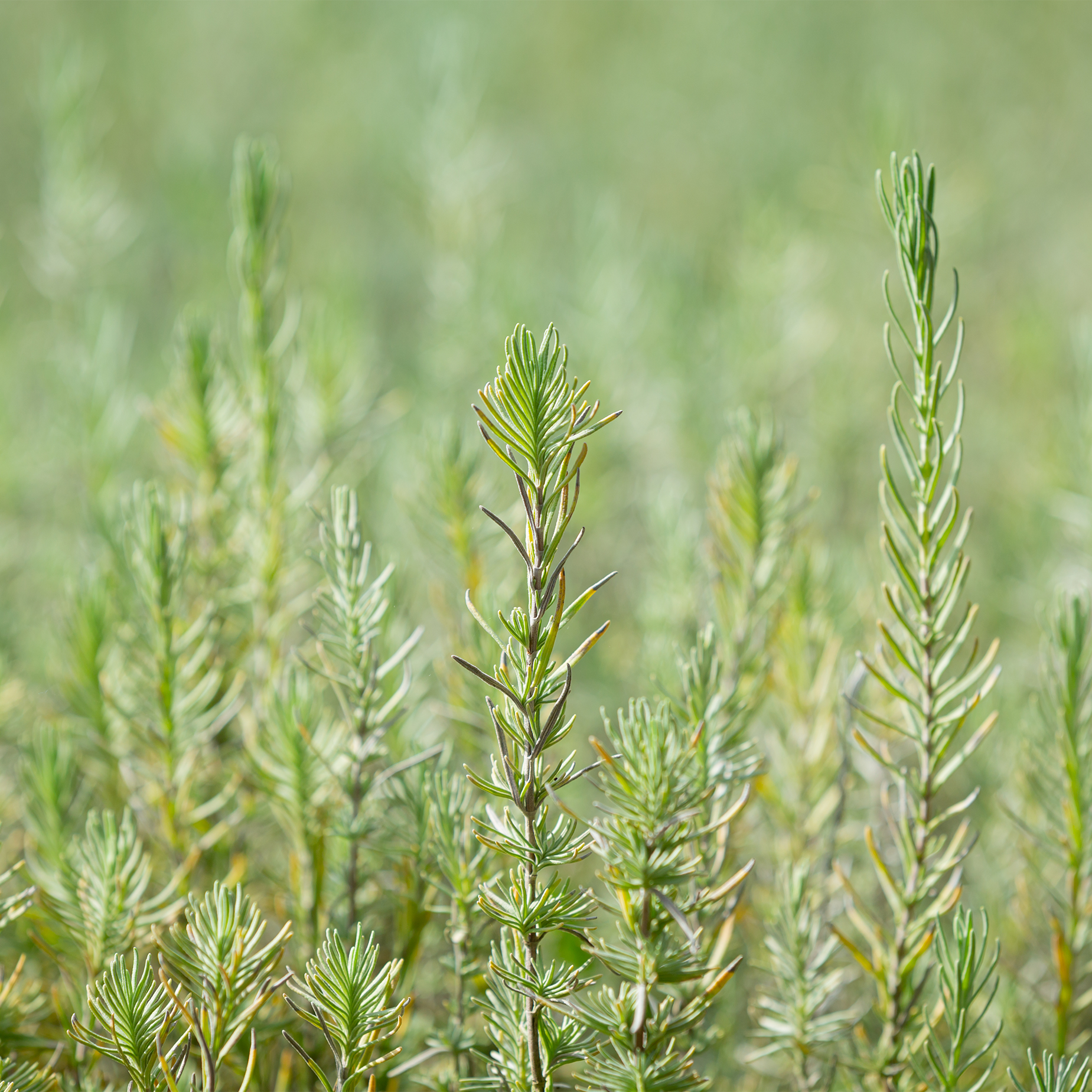 Jojoba Oil
