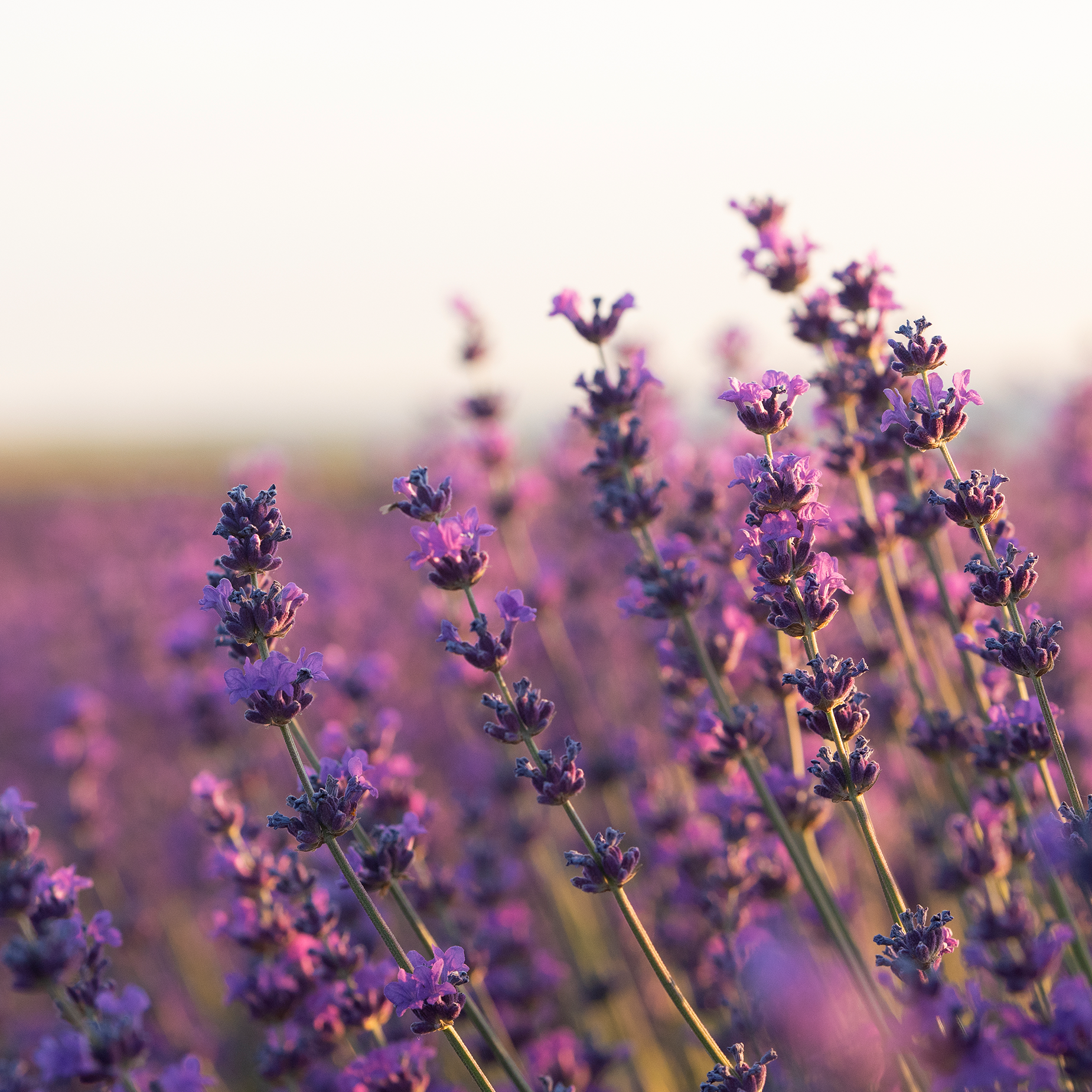 Lavender (Lavandula angustifolia)