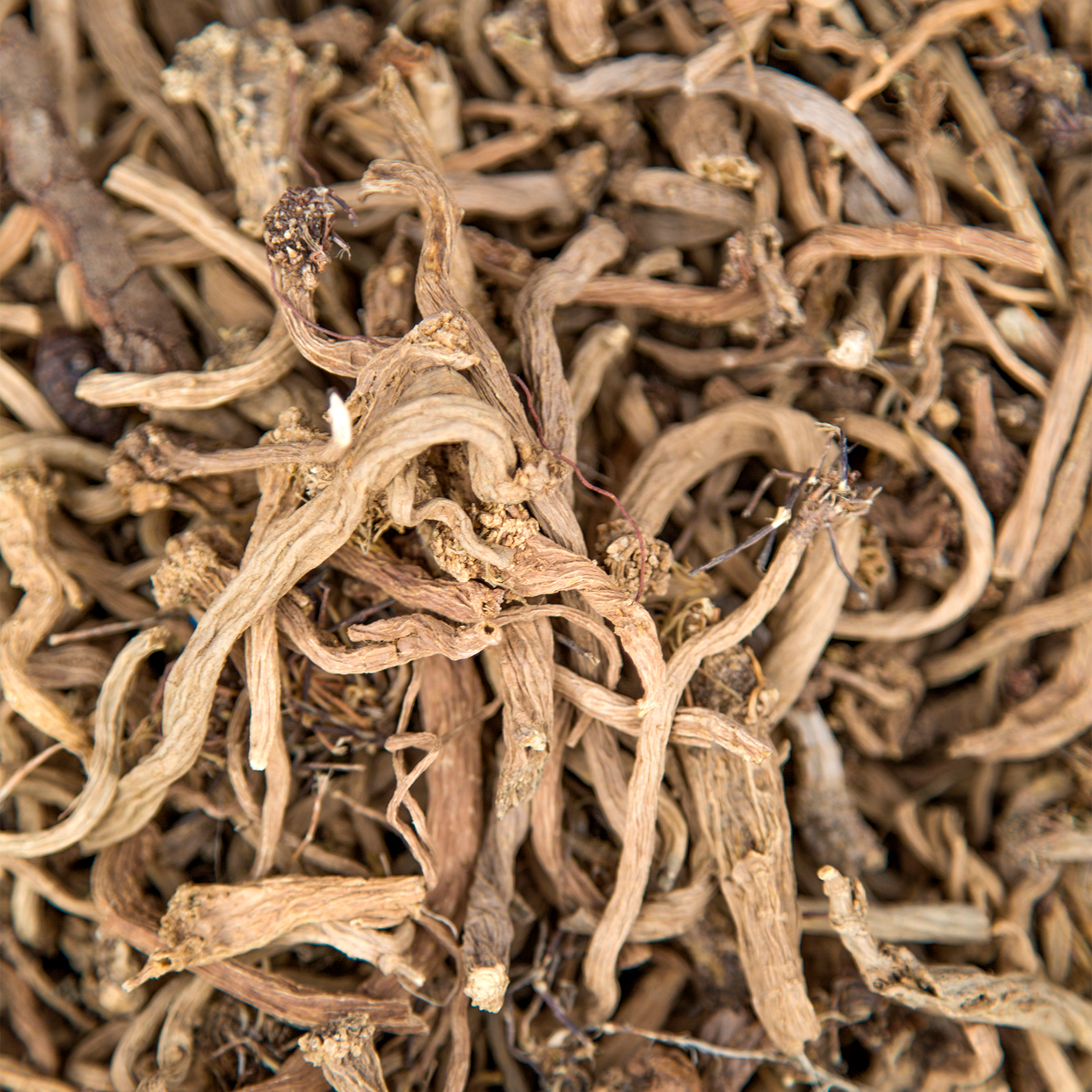 Valerian Root — Tagara (Valeriana officinalis / wallichii)